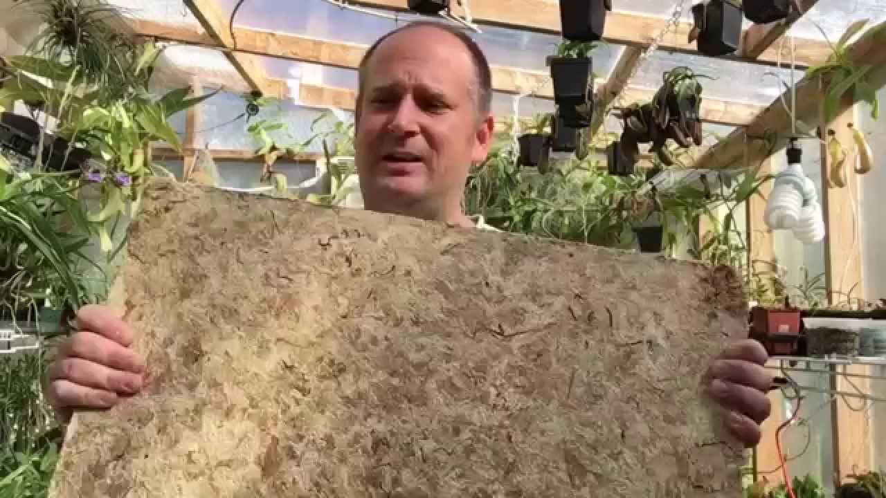 SPHAGNUM ORCHID MEDIA: ONE OF MY FAVORITES /HYDRATING A GIANT BRICK OF SPHAGNEUM MOSS