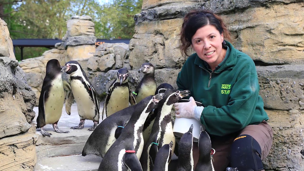 Humboldt Penguins: Animal Spotlight with Keeper Celine
