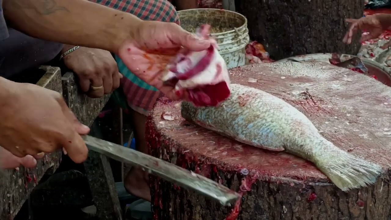 Coral fish cutting12