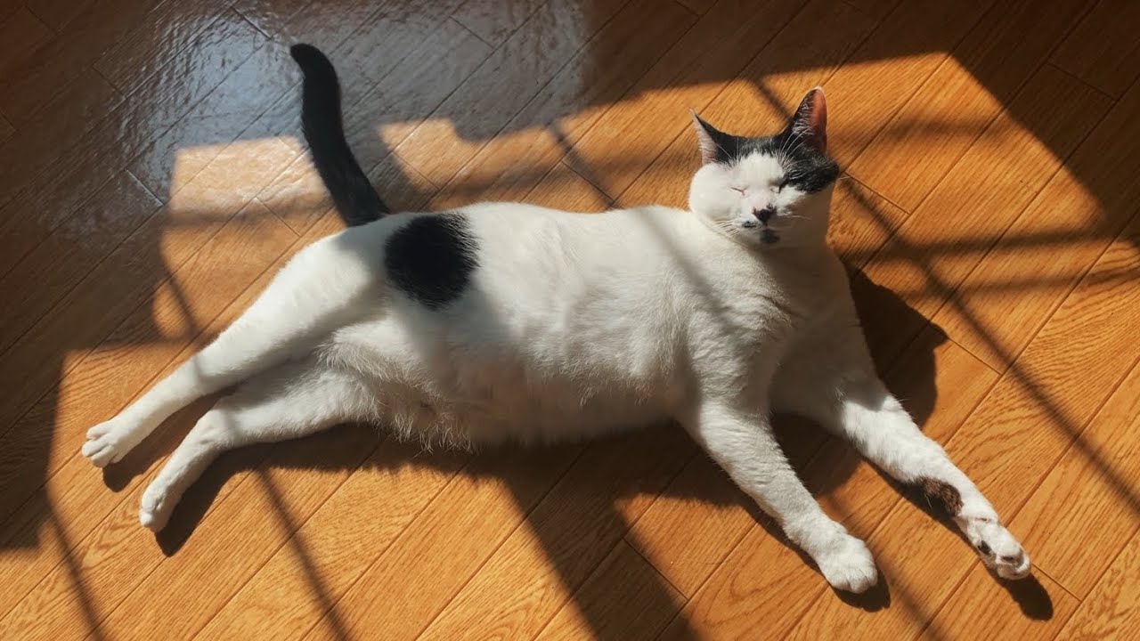 猫の日も平常営業すぎる7歳猫の1日