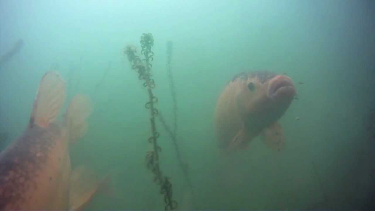 UK First Golden Tench Underwater at Angler Paradise, Devon