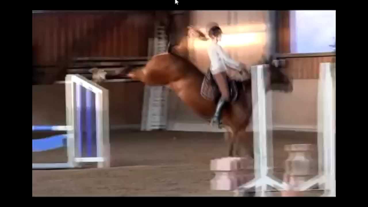 ARE U CRAZY - Horse fails/falls/fun