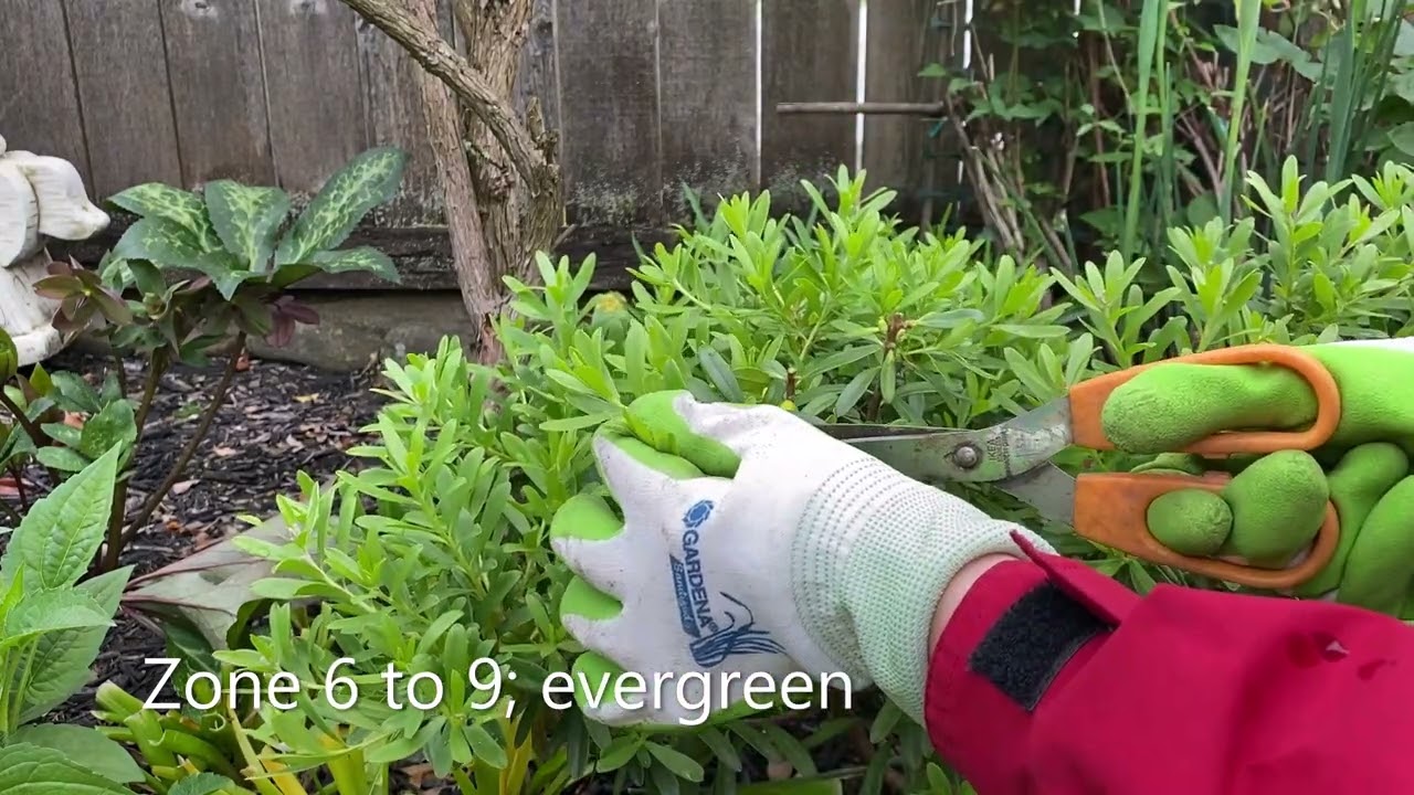Eternal Fragrance, Daphne, Prune To Shape For a Young Plant - June 5, 2022