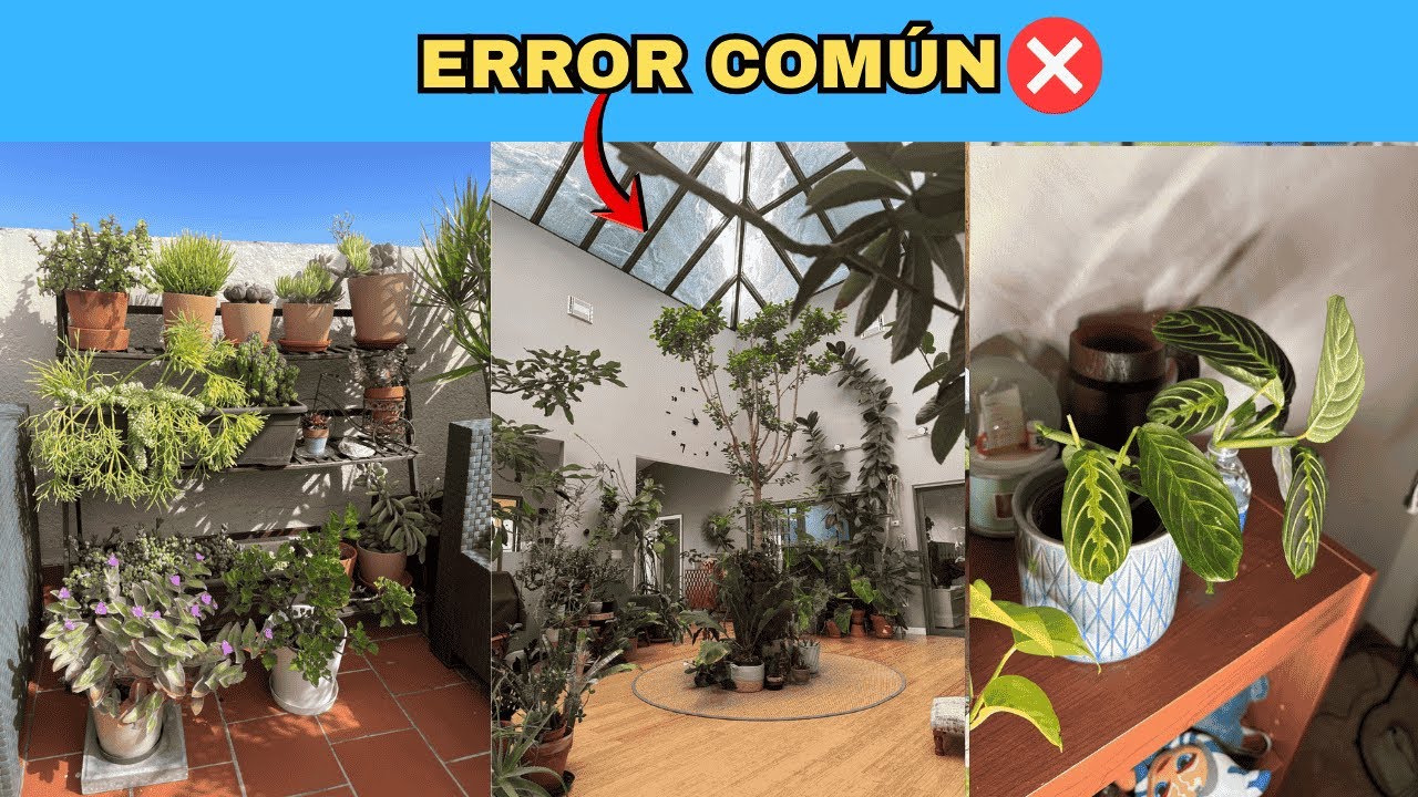 ❌ Tu Casa Pequeña Está Mal Decorada — Estas 8 Plantas Colgantes Lo Arreglan (La #9 Purifica)