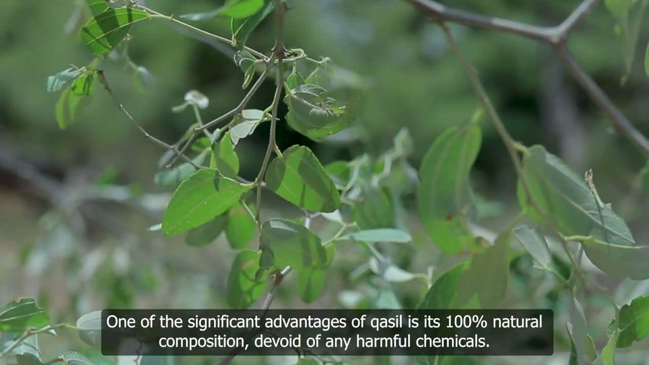 Meet the Farmers: The Sustainable Harvesting of Glean’s Qasil
