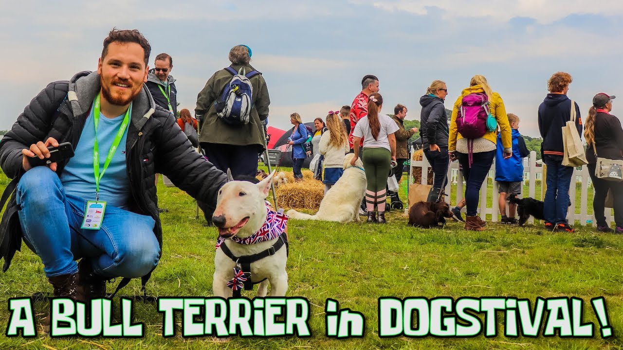 A little BULL TERRIER's first DOG FESTIVAL: DOGSTIVAL!