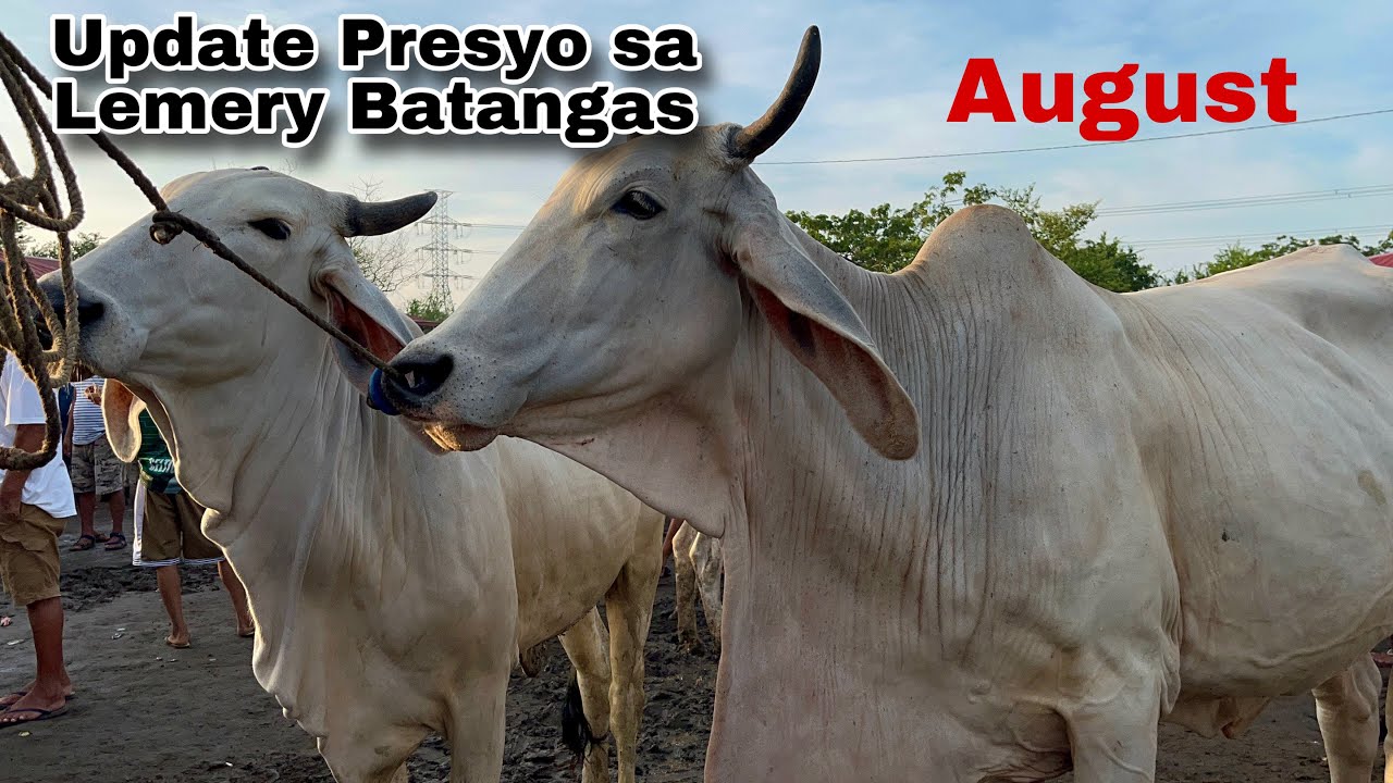 August 31, 2025 / Magkano ang baka sa Lemery Batangas Livestock? Ang daming mabibili!