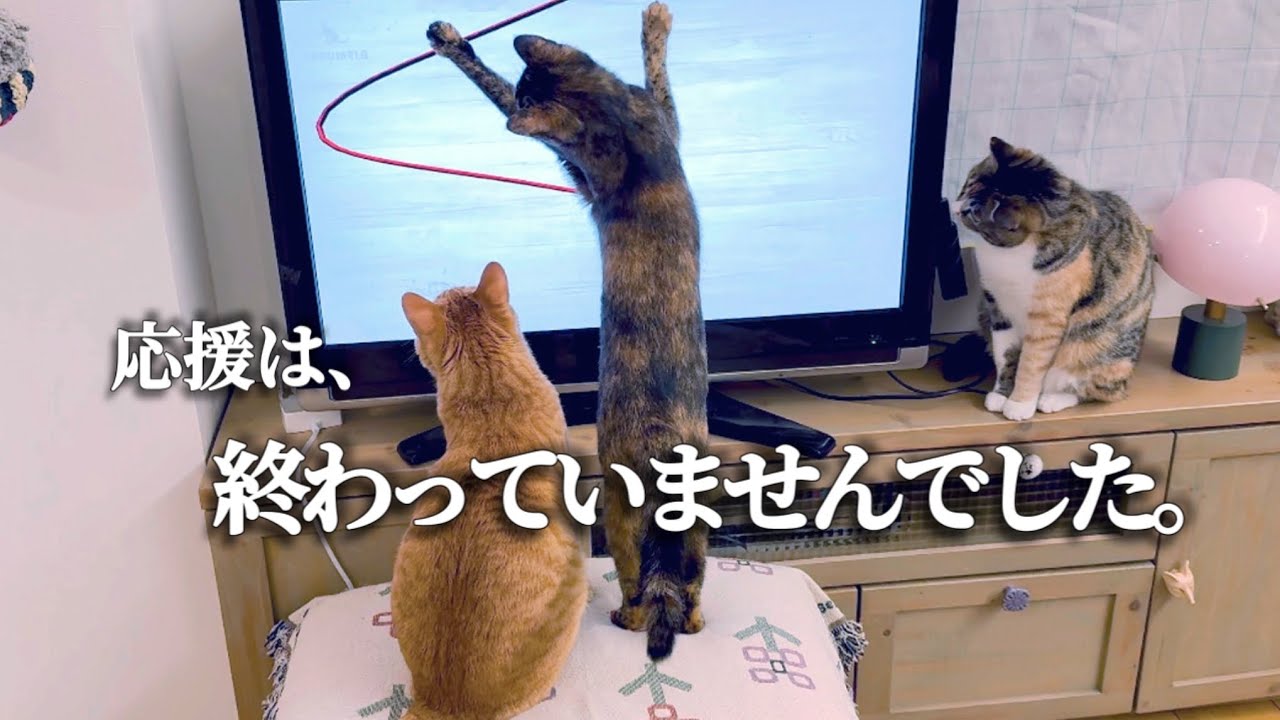 【視聴者の皆様へ】あの日から続いていた奇跡【コハク8号日記より】