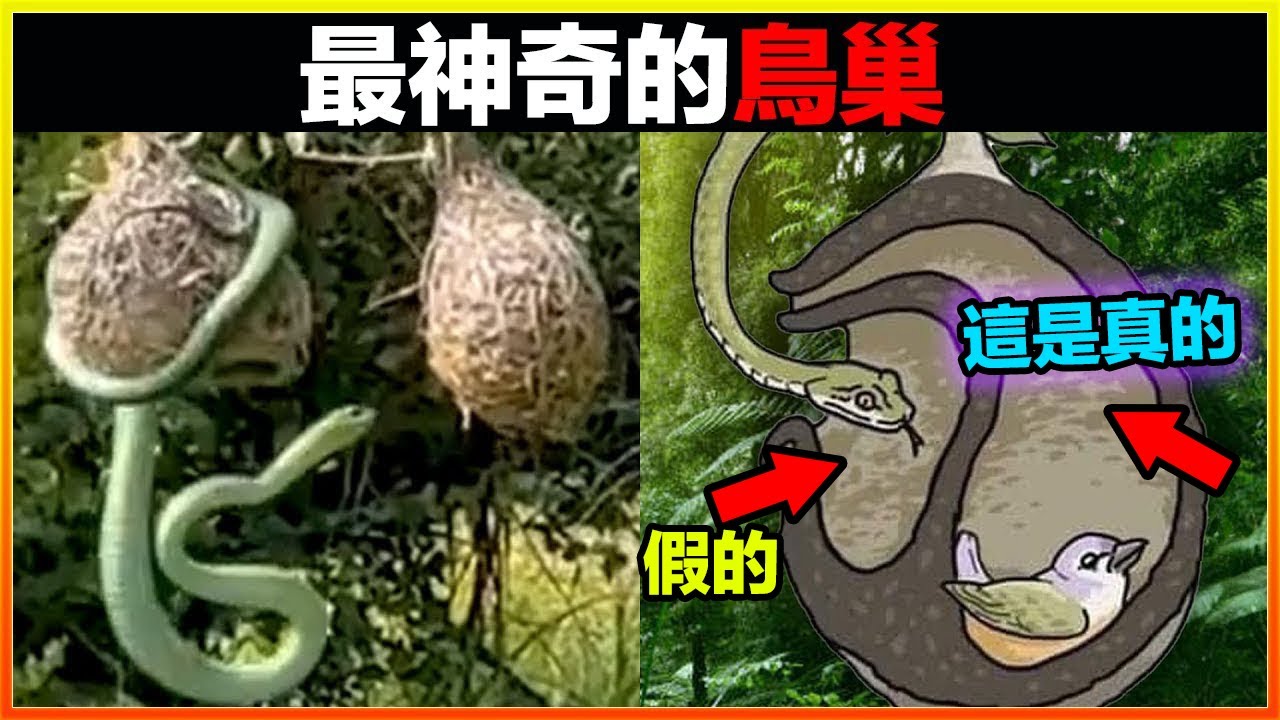 這隻鳥比你都聰明！居然會製作假鳥巢欺騙捕食者！！看完讓人拍案叫絕，15個最神奇的鳥巢｜發現｜排名｜世界之最｜地球之最｜獵奇｜睡前故事