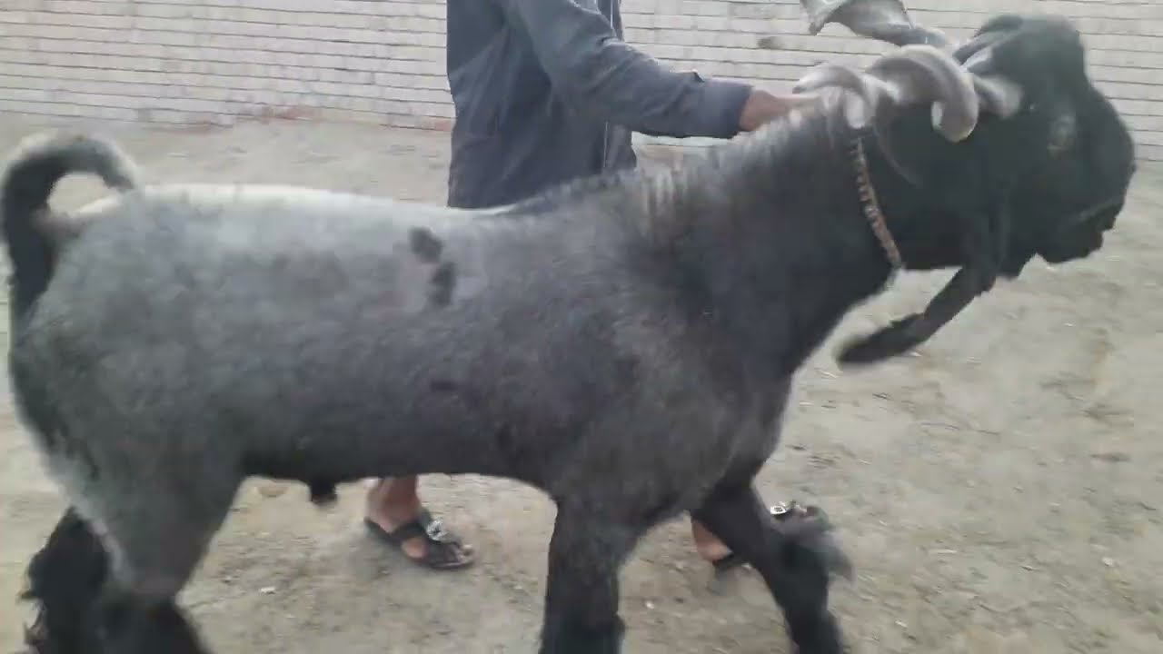 Dera Din Panah Goats Heavy Buck | 200 KG Weight| Goat Meeting| DDP Goat Breed|