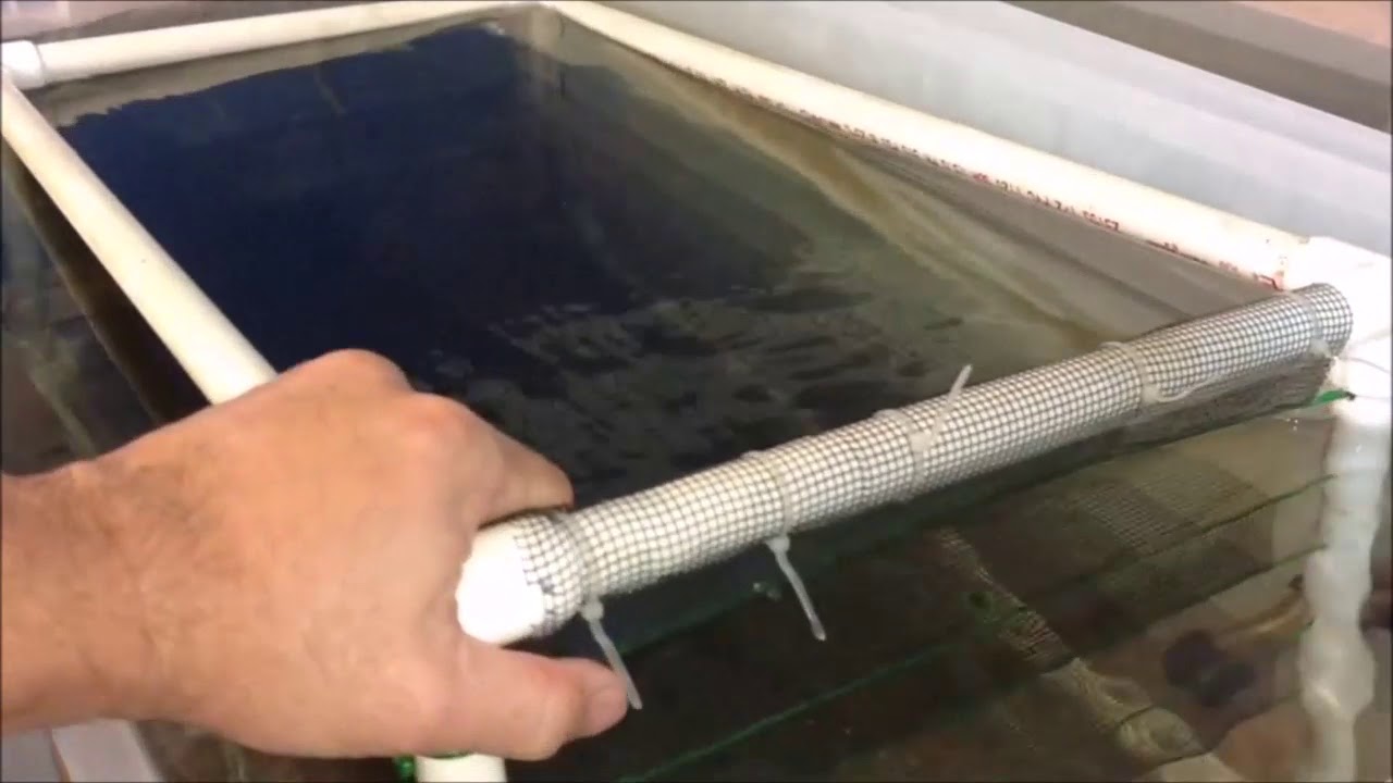How I Raise My Freshwater Prawns