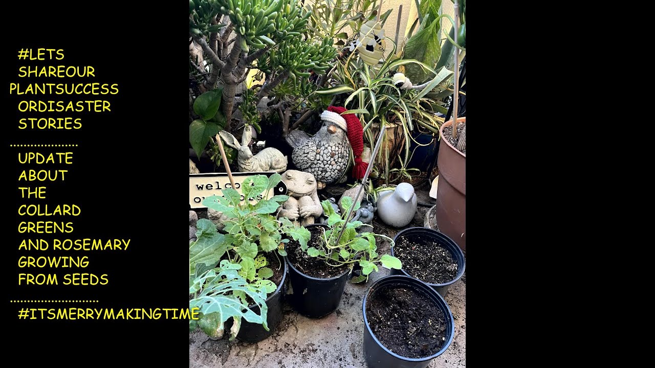 #LETSSHAREOURPLANTSUCCESSORDISASTERSTORIES 😯ROSEMARY AND COLLARD GREENS ARE GROWING