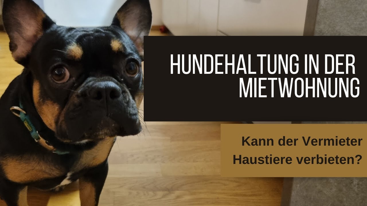 Darf man Haustiere in der Mietwohnung halten? Neues vom OGH!