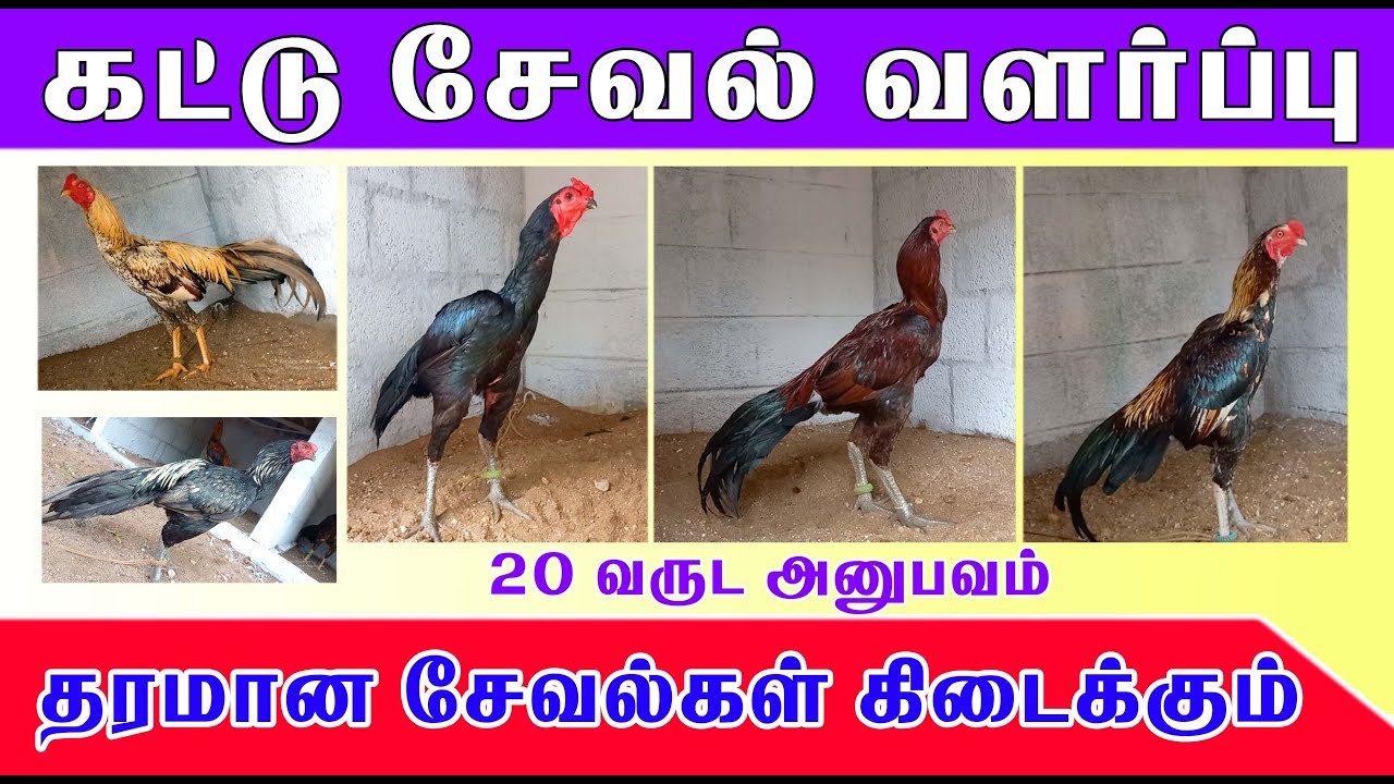 கட்டு சேவல் வளர்ப்பு | 20 வருட அனுபவம்.