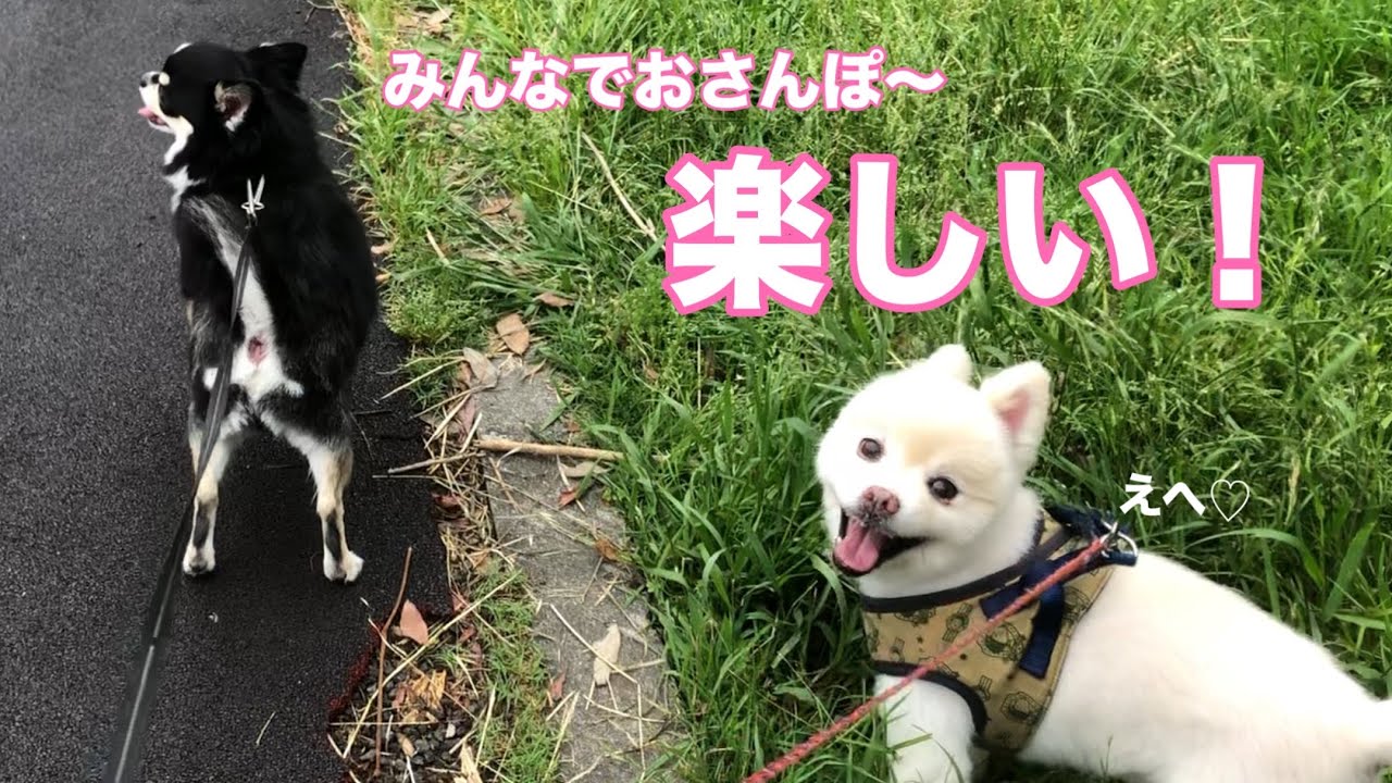 【ポメラニアン】出掛ける前から大騒ぎなヤンチャなチワワ君とポメラニアン。