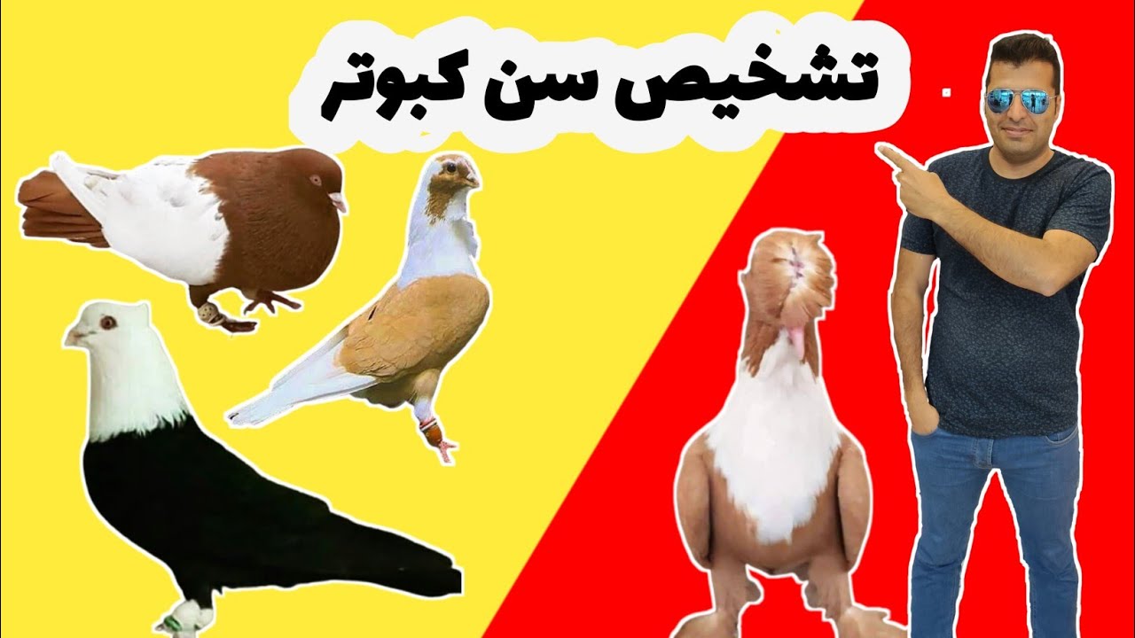 روشهای تشخیص سن کبوتر