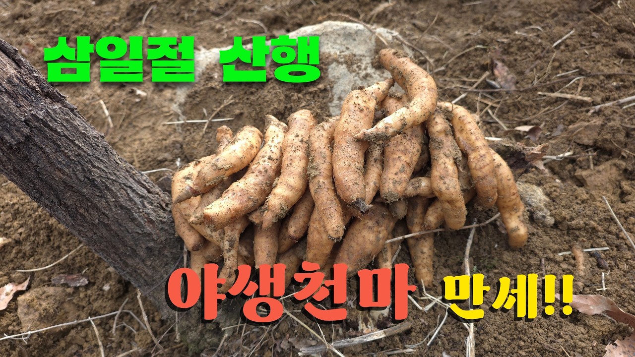 3.1절 천마대박 만세!