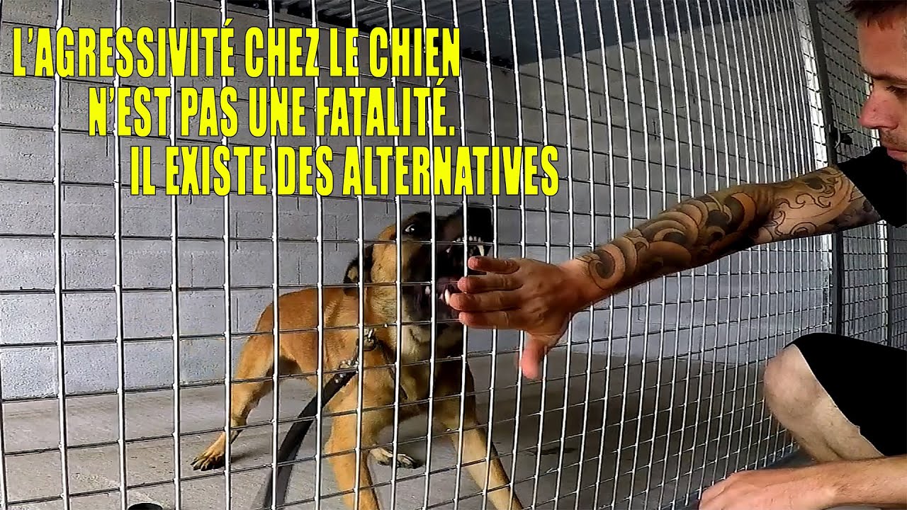 L'AGRESSIVITÉ N'EST PAS UNE FATALITÉ /  CHIEN AGRESSIF / ÉDUCATION CANINE L'ACADÉMIE DES CHIENS