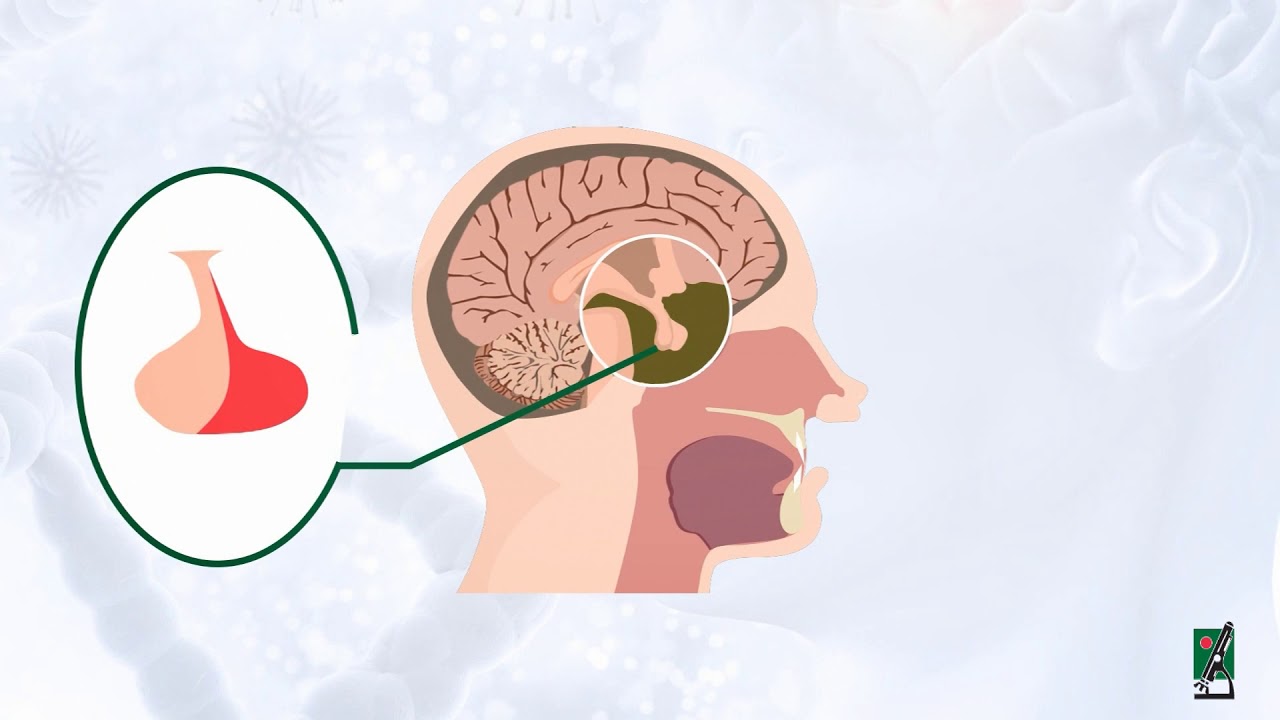 Everything You Need to Know: Prolactin Test