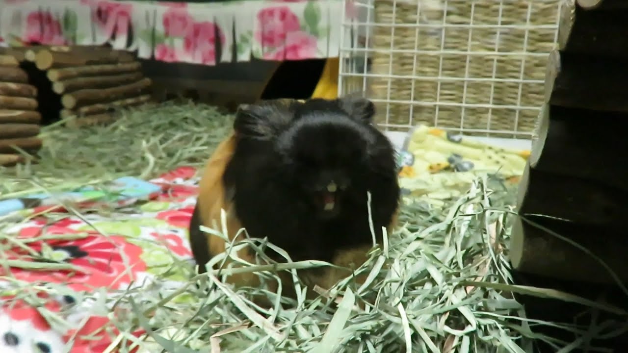 Signs Of Guinea Pig Teeth Problems
