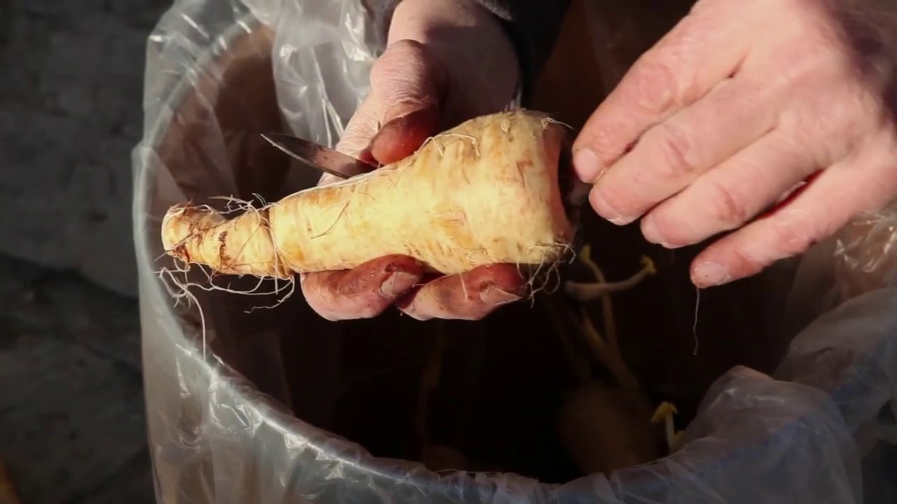 faire ses semences de panais