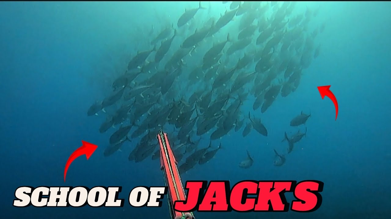 BALIK SA GAKOT ISLAND || SCHOOL OF JACK'S || SPEARFISHING PHILIPPINES || MEL SPEARFISHING TV!