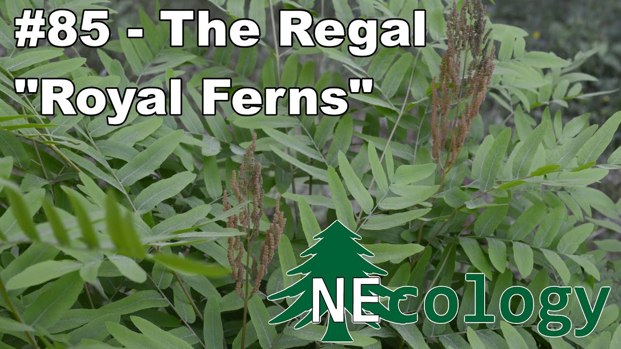 NEcology #85 - The Regal 