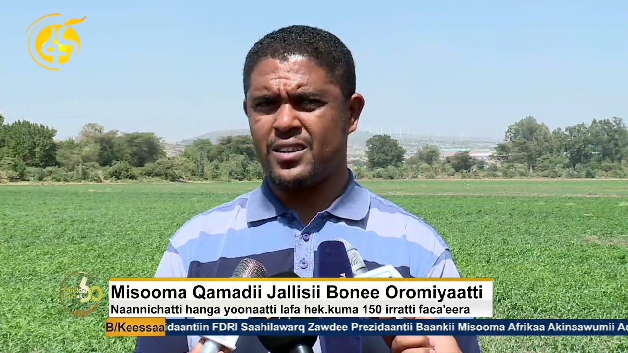 Misooma Qamadii Jallisii Oromiyaatti