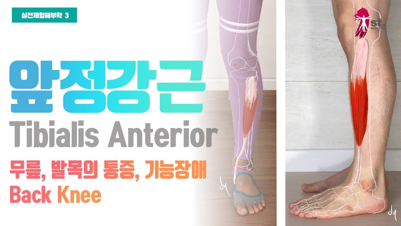 무릎통증, 발목틀어짐 이것 때문일 수 있다! (실전체형해부학 03 앞정강근, Tibialis anterior)