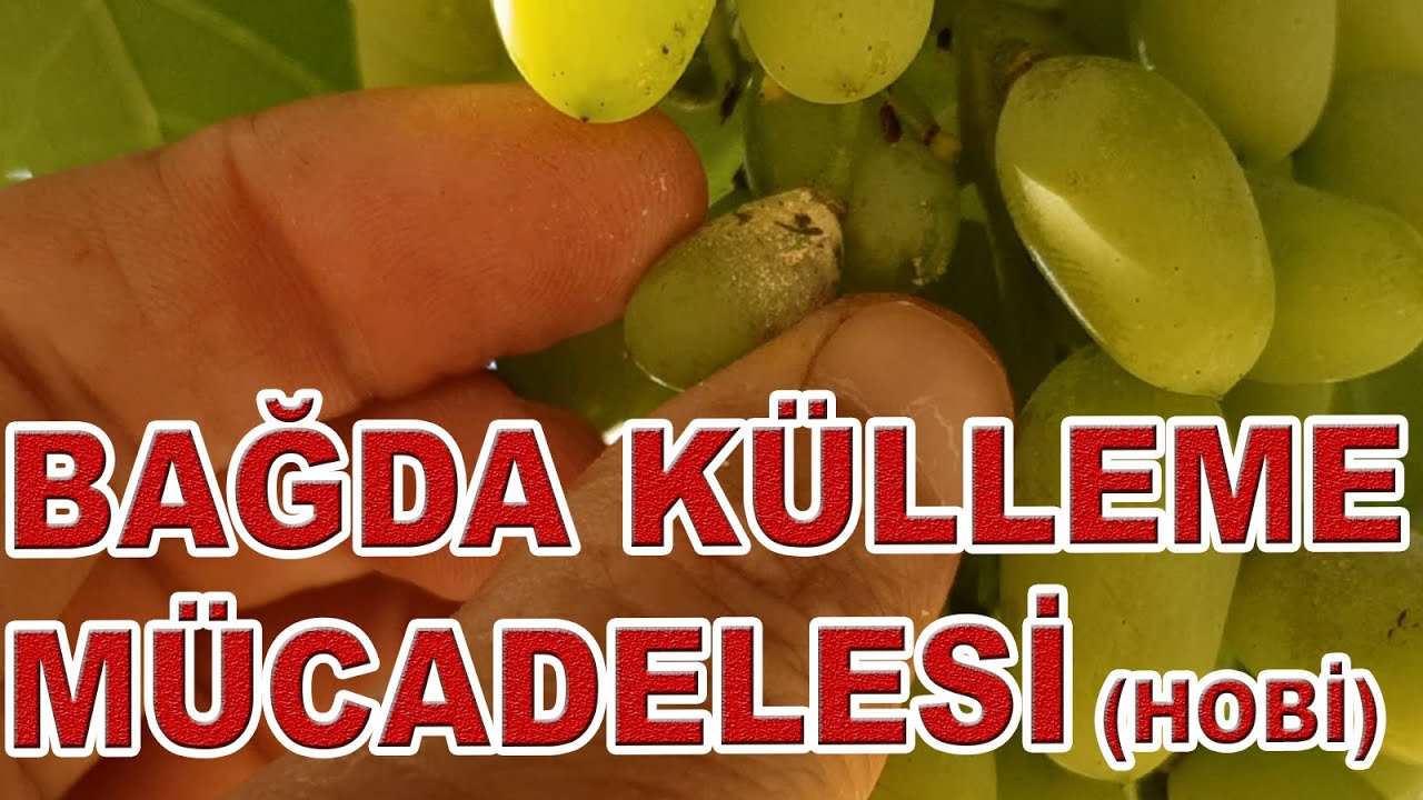 HOBİ BAHÇESİ BAĞDA KÜLLEME MÜCADELESİ