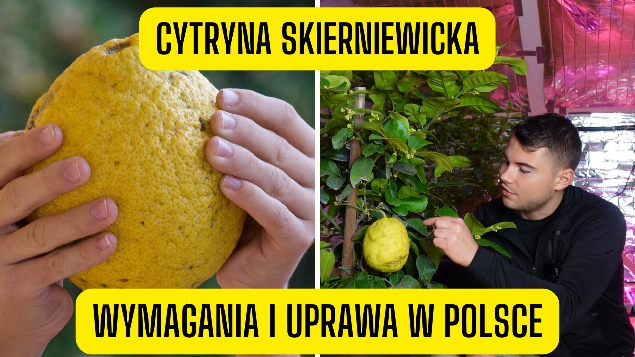 Cytryna skierniewicka &ndash; wymagania i uprawa. Łatwy w uprawie cytrus z wielkimi kwaśnymi owocami