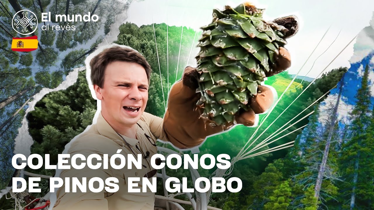 Recogida aérea de piñones y degustación de ranas silvestres. El mundo al revés