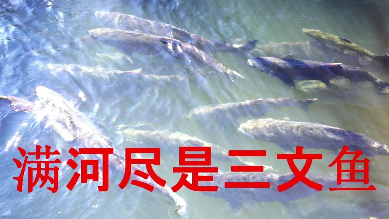 美国河American river里三文鱼洄游salmon migration的壮观景象，Nimbus fish hatchery（小鱼孵化中心）里密密麻麻的小鱼，除了‘密密麻麻’找不到第二个形容词。