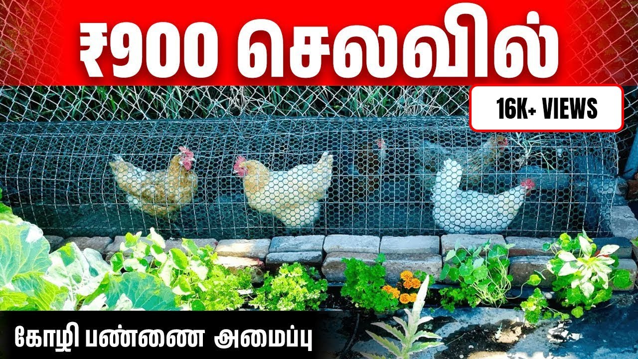 கோழி வளர்க்க கொட்டகை வேண்டாம் | Chicken Tunnel Farming setup in Tamil | Fabeey