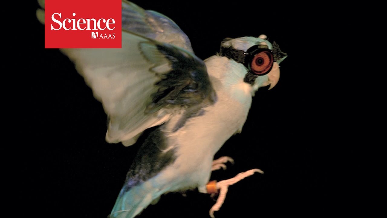 Parrot, check; goggles, check