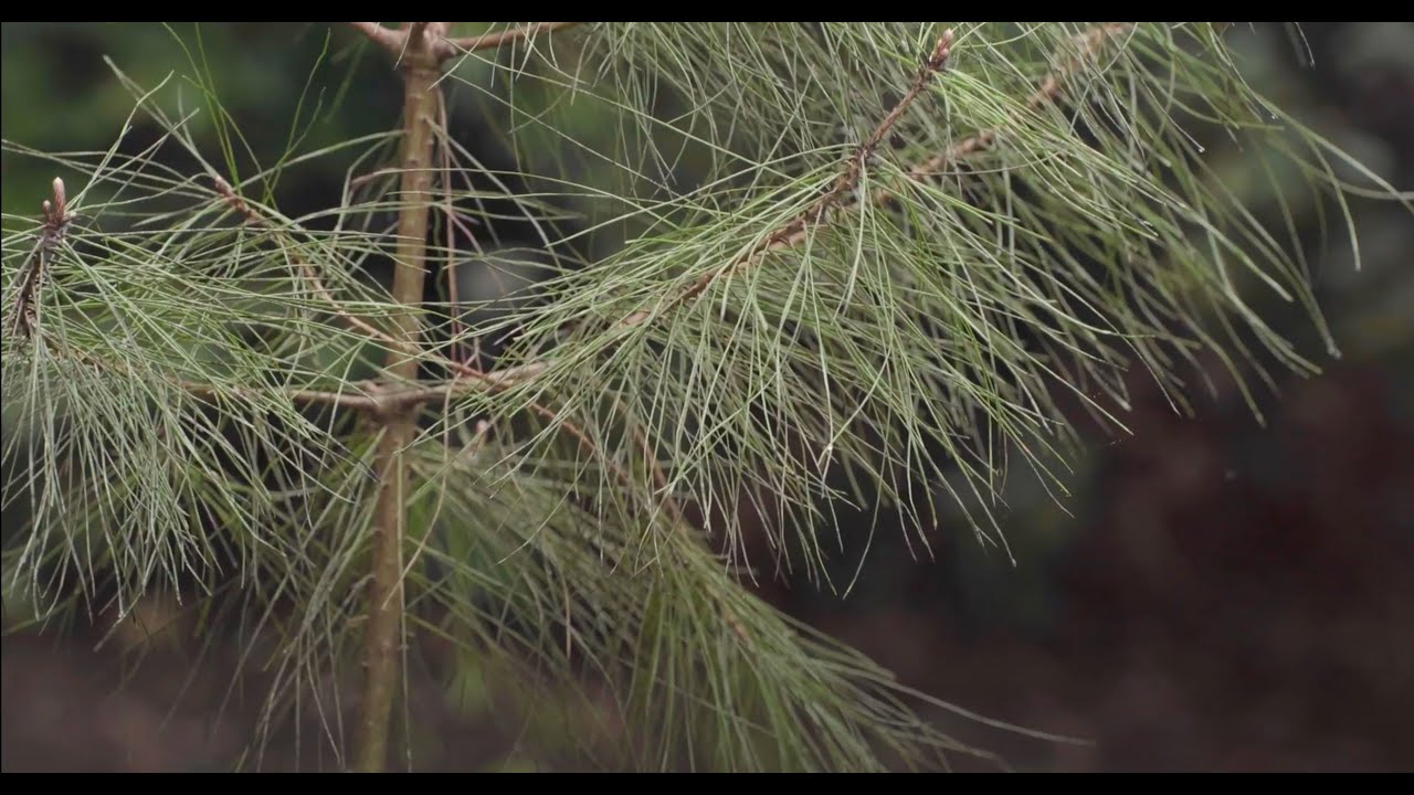 Biodiversità funzionale - Orto botanico di Padova