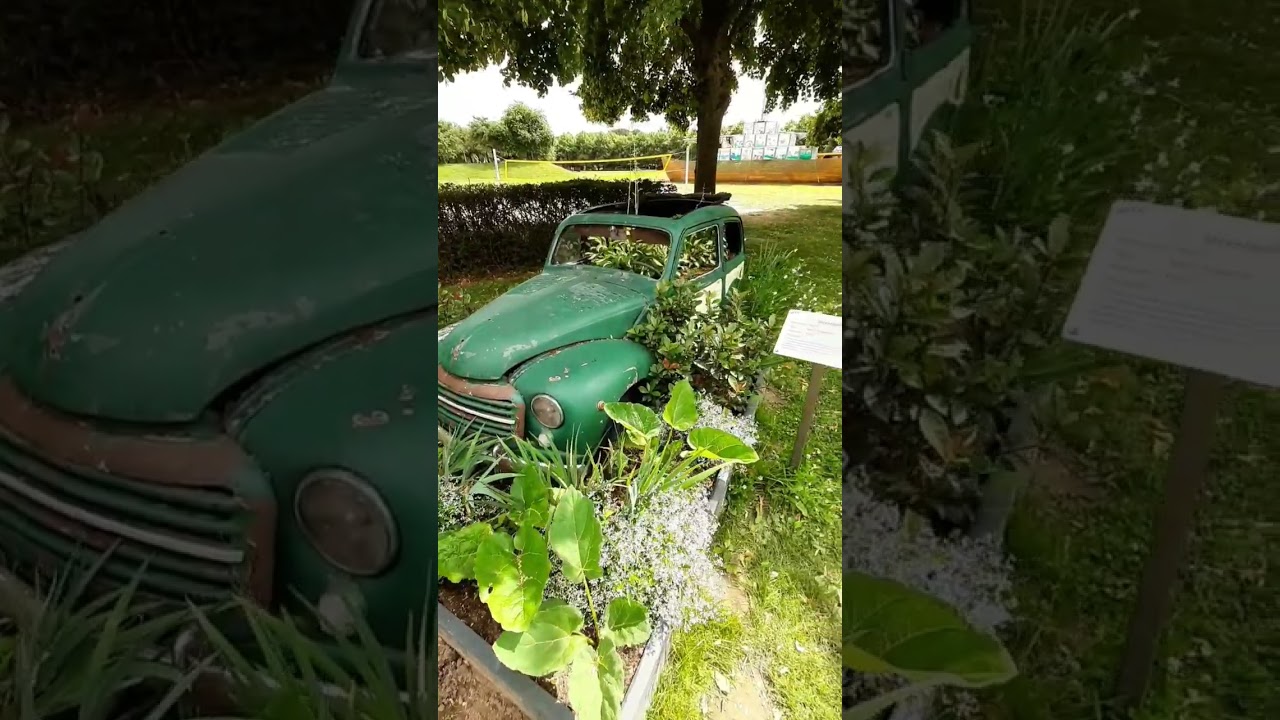 Gr&uuml;ner Fiat 1954 f&uuml;r immer geparkt...