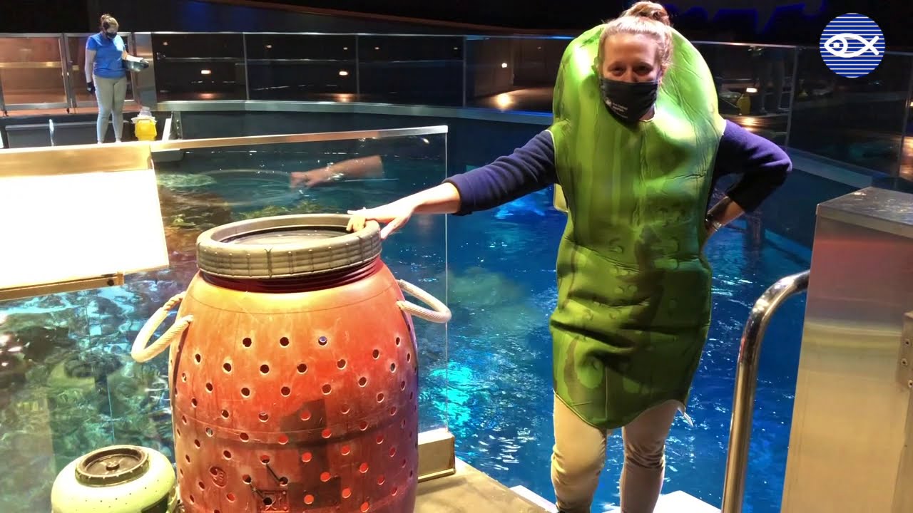 National Pickle Day in the GOT!