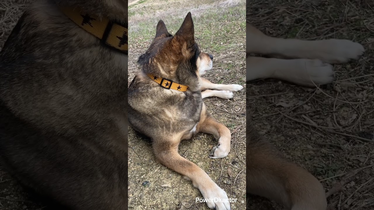 2026.3.10.ミックス中型犬ラッキー,