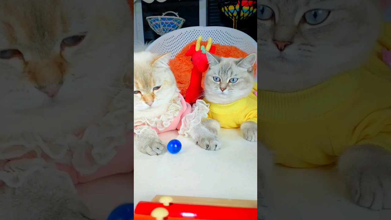 Is This Reverse Silver Ball? Watch a Cat's Reaction! #asmr #relaxing #reaction #cat #marble