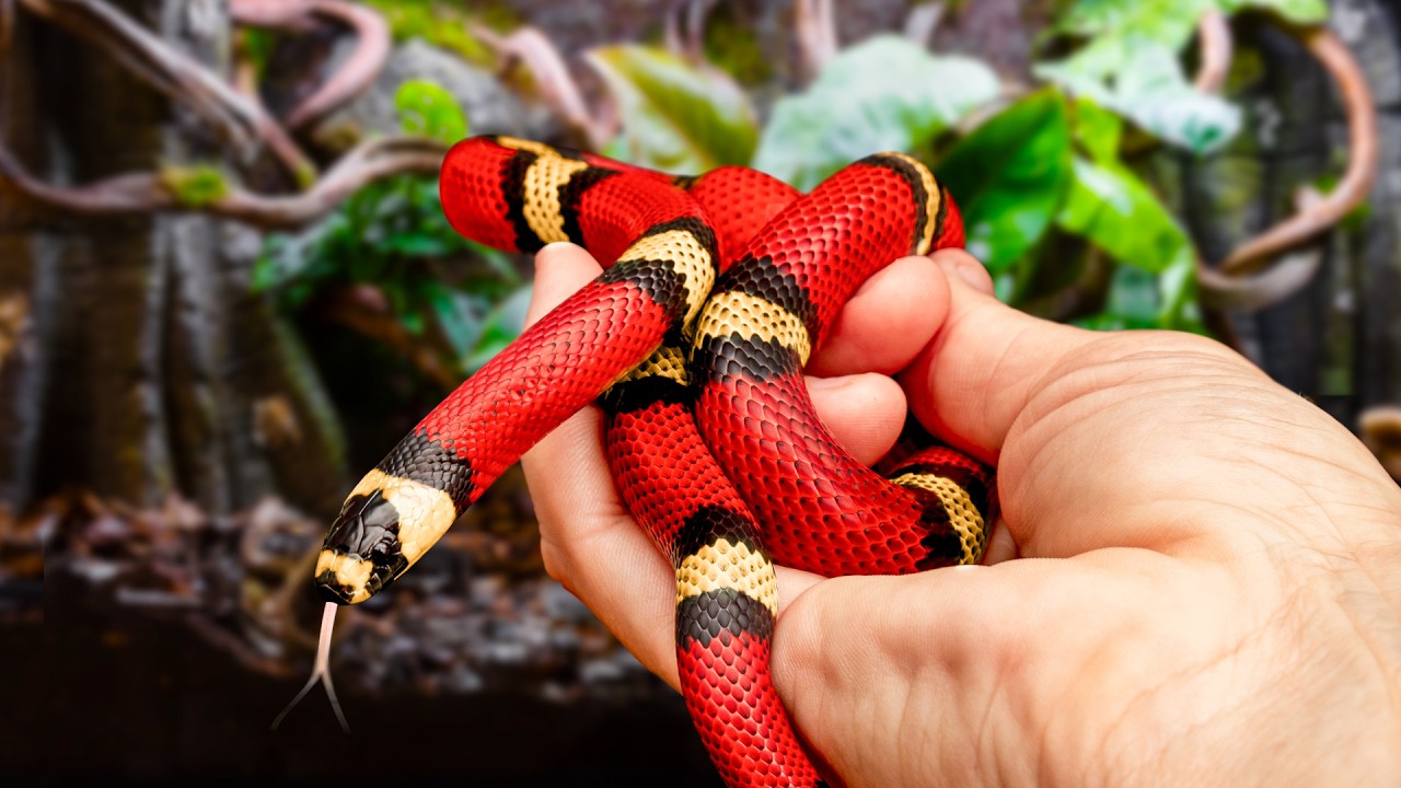Recreating the Rainforest for a Milk Snake