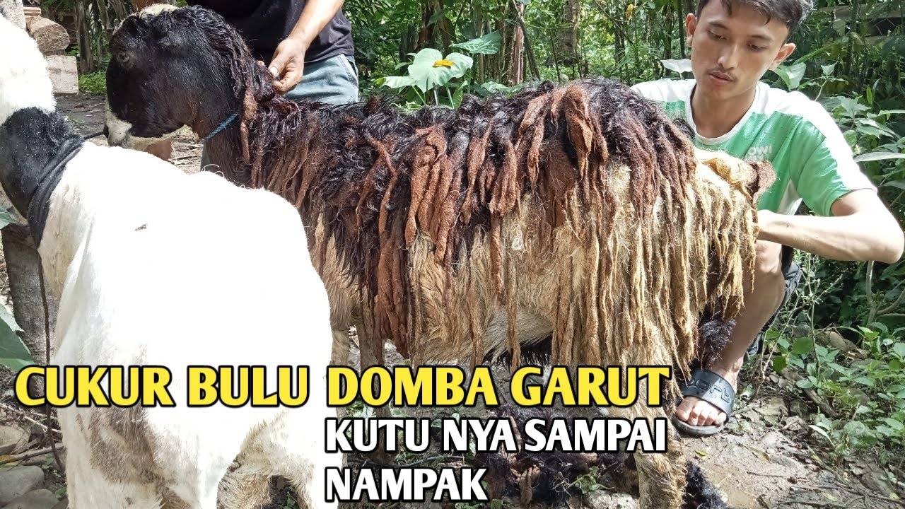 CARA CEPAT MENCUKUR BULU DOMBA GARUT ATAU DOMBA