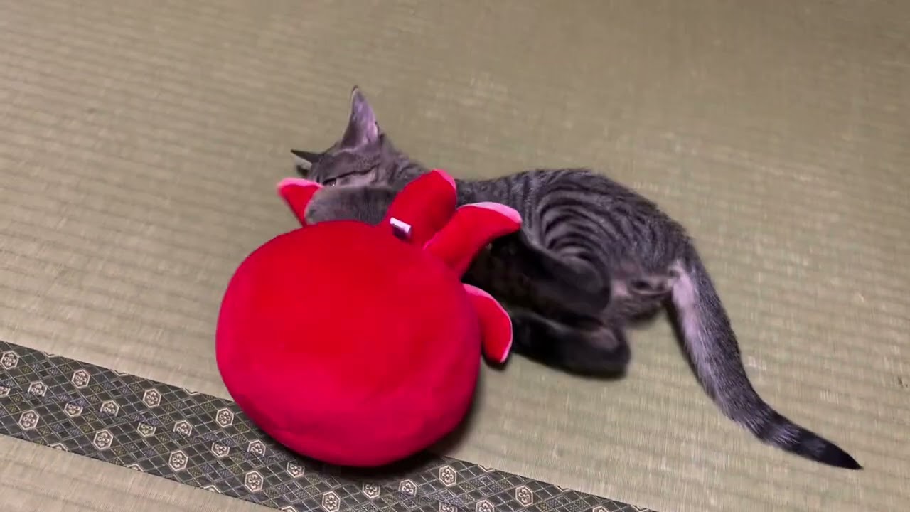 我が家に初めての猫ちゃんがやって来た！