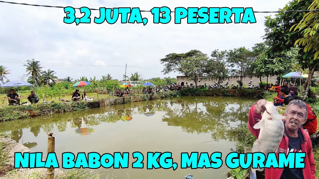 BORONGAN MANCING IKAN NILA BABON 2 KG‼️IKAN MAS & GURAME | HARGA 3,2 JUTA