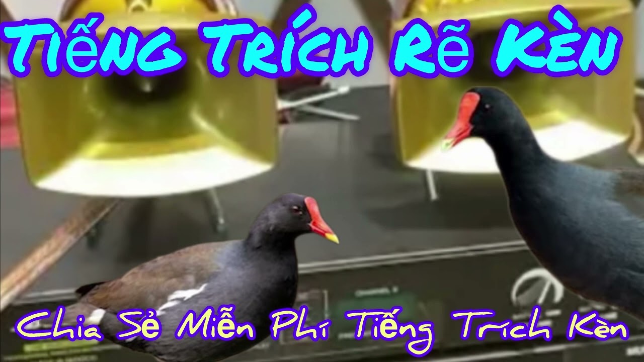 Tiếng Trích Kèn,Tiếng Trích Rẽ Mồi Chuẩn Mb3.Bản Mới Siêu Ăn Chim,Chuẩn Nhất.