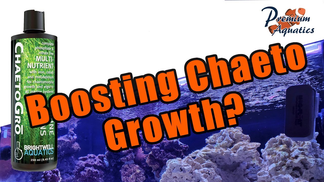 Tank Series - Boosting Chaeto Growth