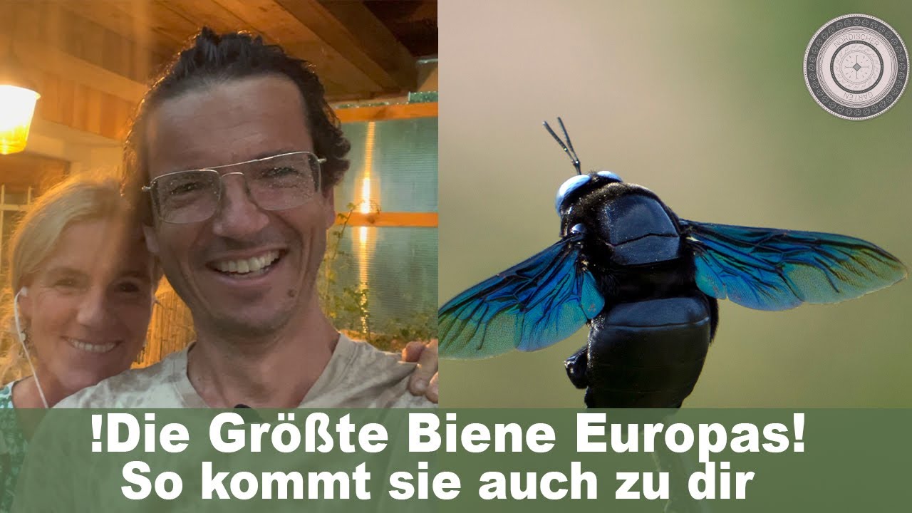 GRÖßTE Biene Europas in unserem NATURGarten, Schwarzblaue Holzbiene, Gartenrundgang, Cosi's Dekotipp