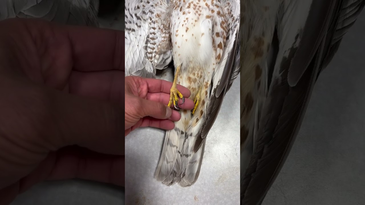 Visual study between a Harrier and a Goshawk.
