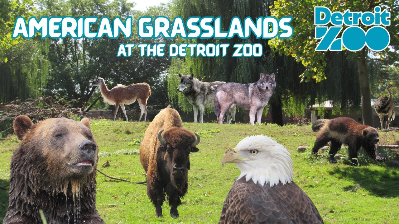 American Grasslands at the Detroit Zoo | Exhibit Tours Ep. 64