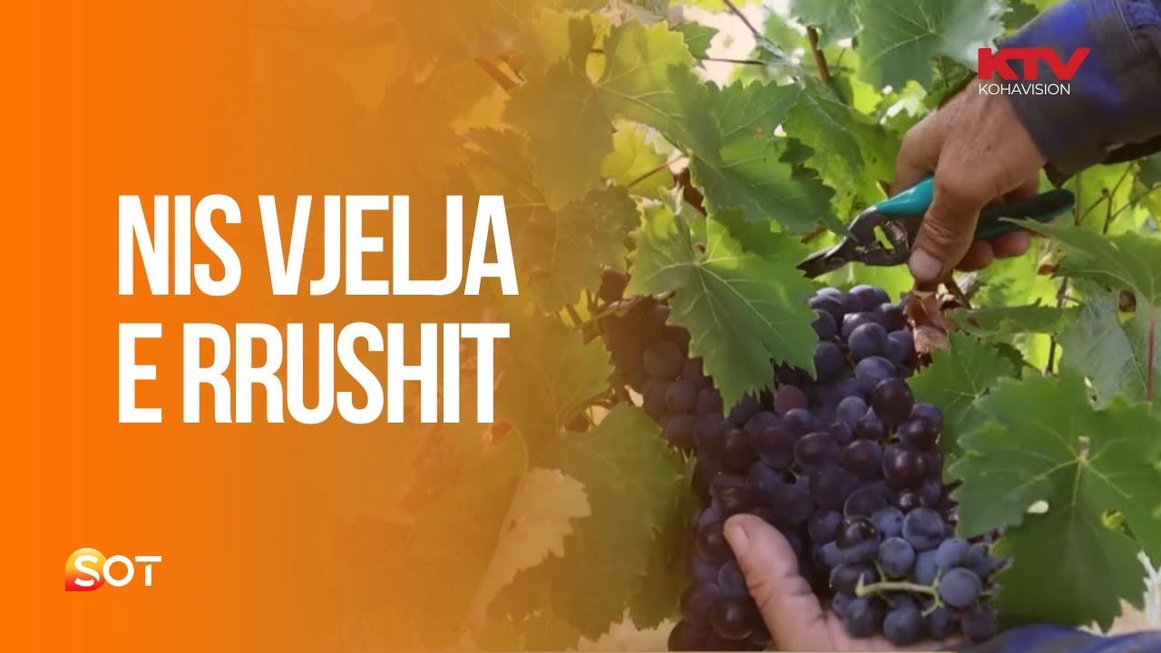 Suhareka nis vjeljen e rrushit, çmimi për arkë nis nga 4 euro